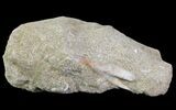 Cretaceous Sawfish (Onchosaurus) Rostral Barb - Morocco #64657-2
